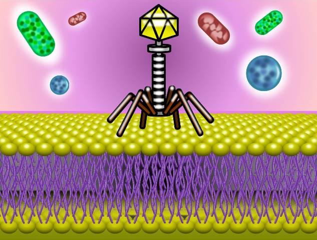バクテリオファージ.jpg