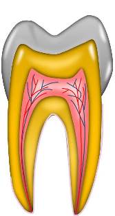 歯の構造.jpg