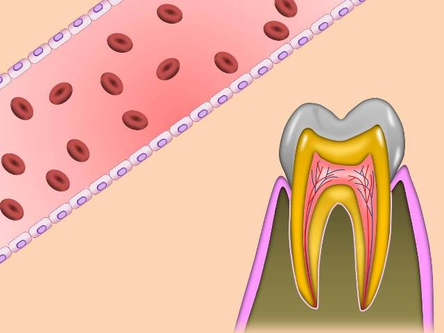 歯の神経と血管.jpg