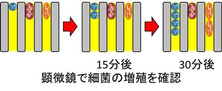 顕微鏡で確認.jpg