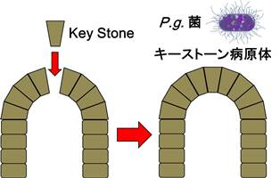 キーストーン病原体.jpg